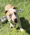 180256 Fancy Pants (Off Site Foster)