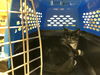 180346 Gus (Off Site Foster)