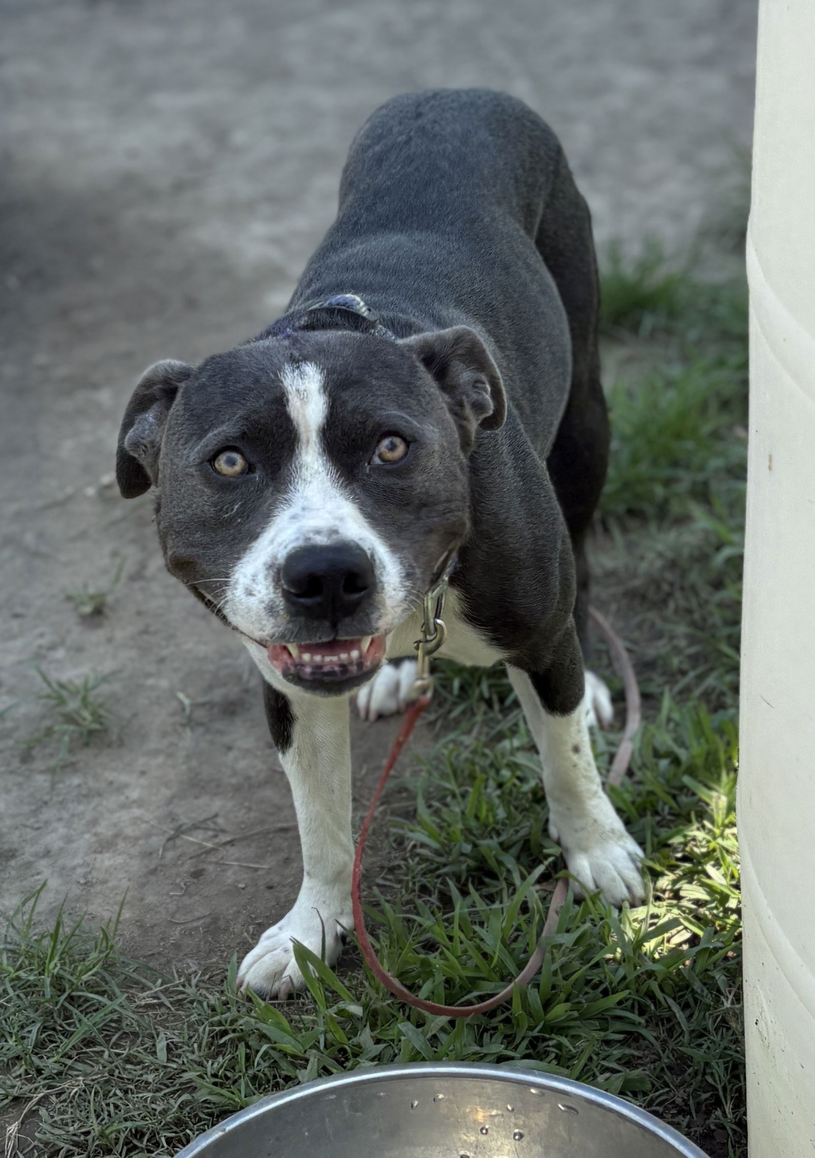 adoptable Dog in VAB, VA named 180490 Nala