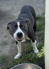 adoptable Dog in  named 180490 Nala
