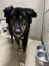 180583 Zeus & 180584 Domino (BONDED SENIOR PAIR)