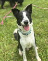 180583 Zeus & 180584 Domino (BONDED SENIOR PAIR)