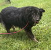 180583 Zeus & 180584 Domino (BONDED SENIOR PAIR)
