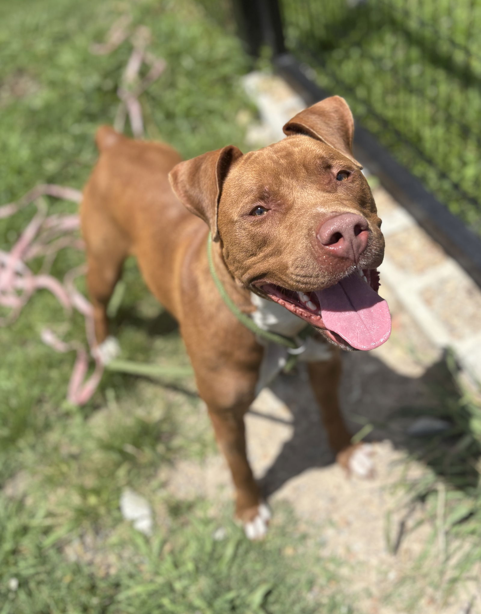 adoptable Dog in VAB, VA named 180608 Iggy