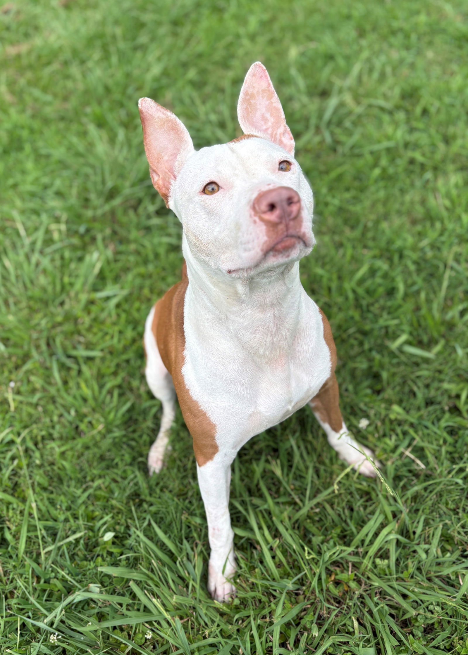 adoptable Dog in VAB, VA named 180675 Sage