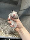 180703 Nibbles