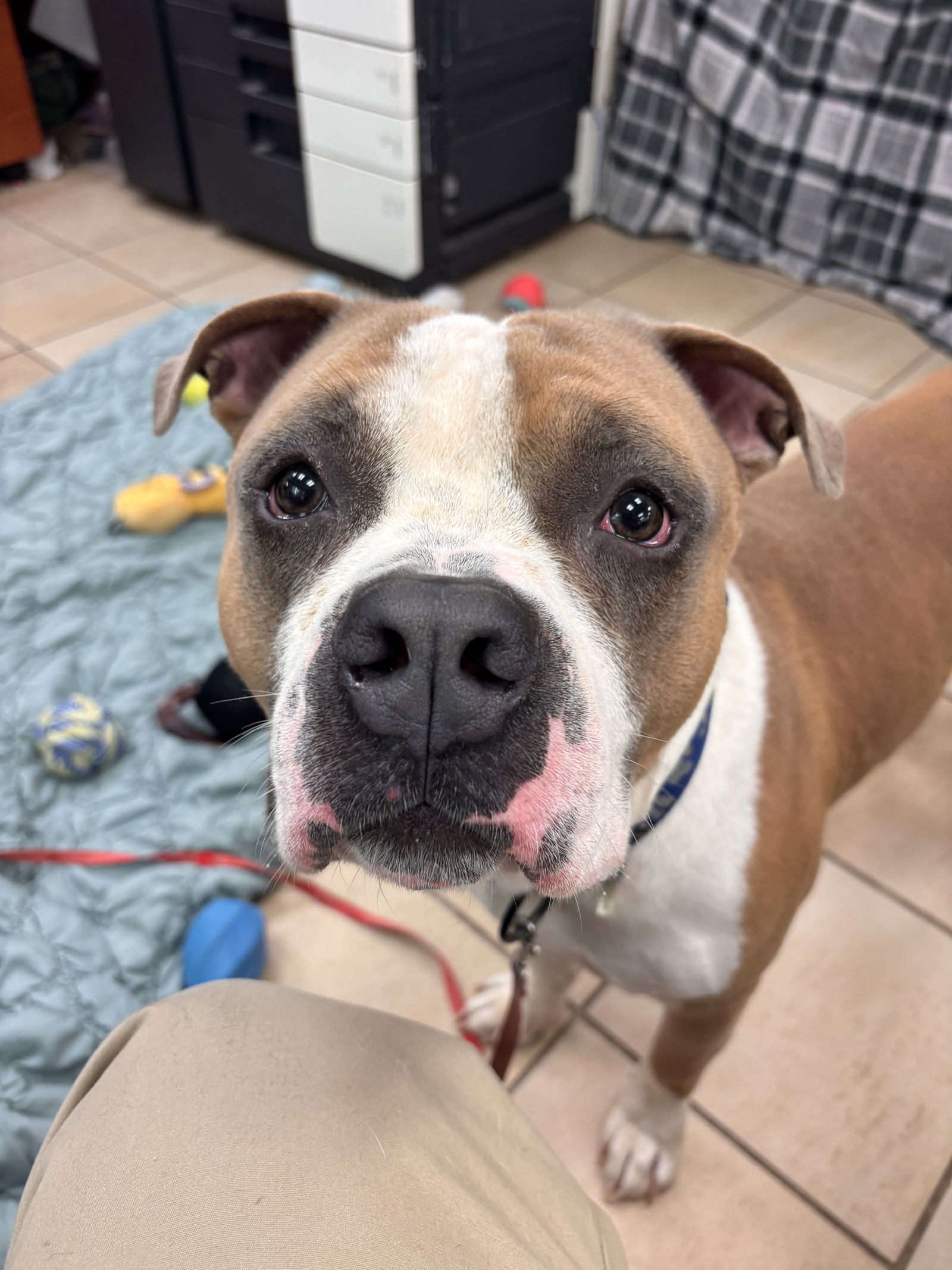 adoptable Dog in VAB, VA named 180732 Google