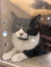 adoptable Cat in , VA named 180741 Oliver
