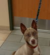 adoptable Dog in , VA named 180769 Snowbell
