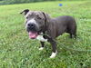 adoptable Dog in  named 180815 Paul