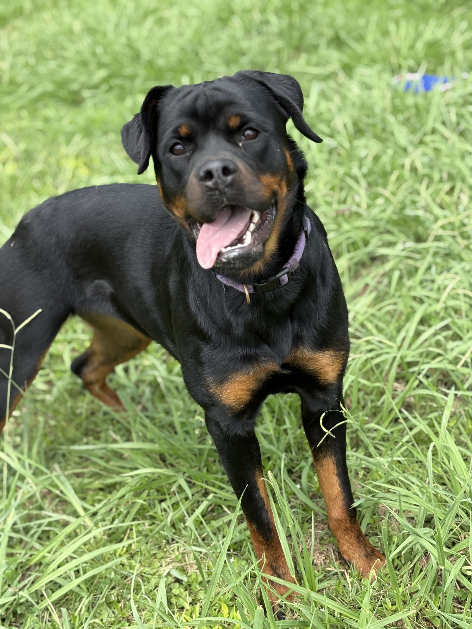 adoptable Dog in VAB, VA named 180837 Annabelle (Off Site Foster)
