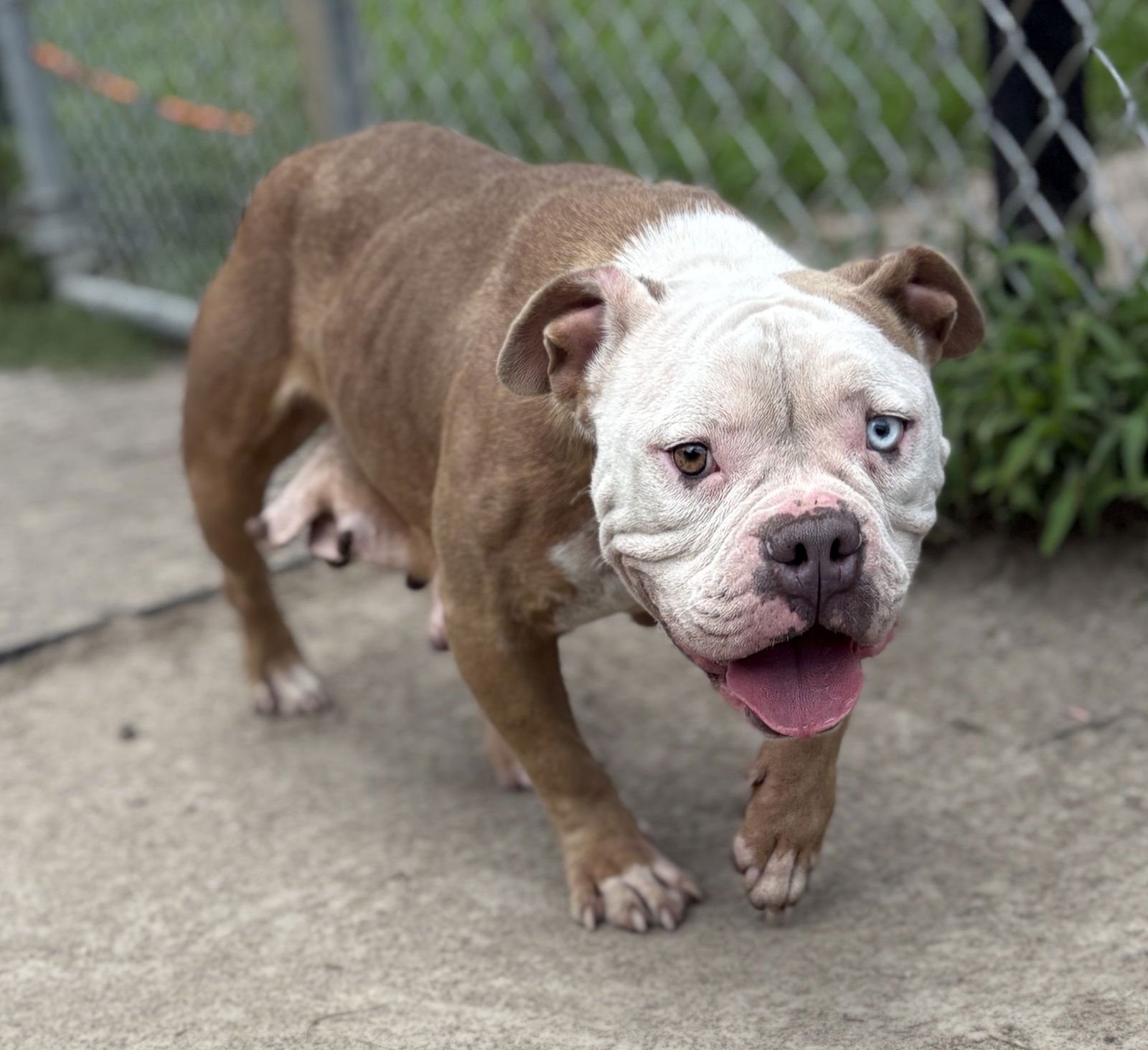 adoptable Dog in VAB, VA named 180846 WalMart (Off Site Foster)