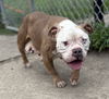 adoptable Dog in  named 180846 WalMart (Off Site Foster)