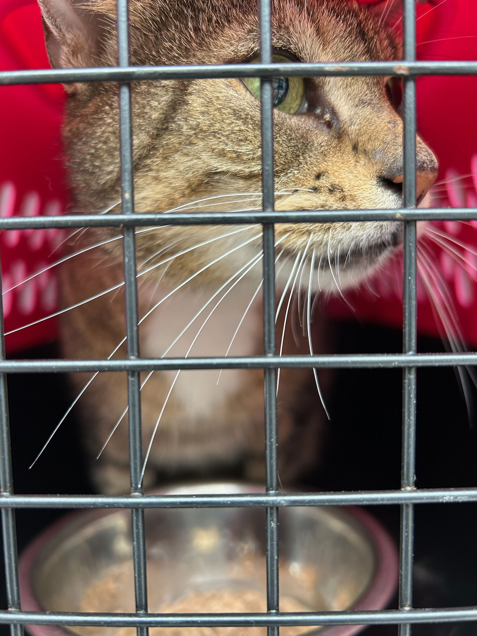 adoptable Cat in VAB, VA named 180855 Cee