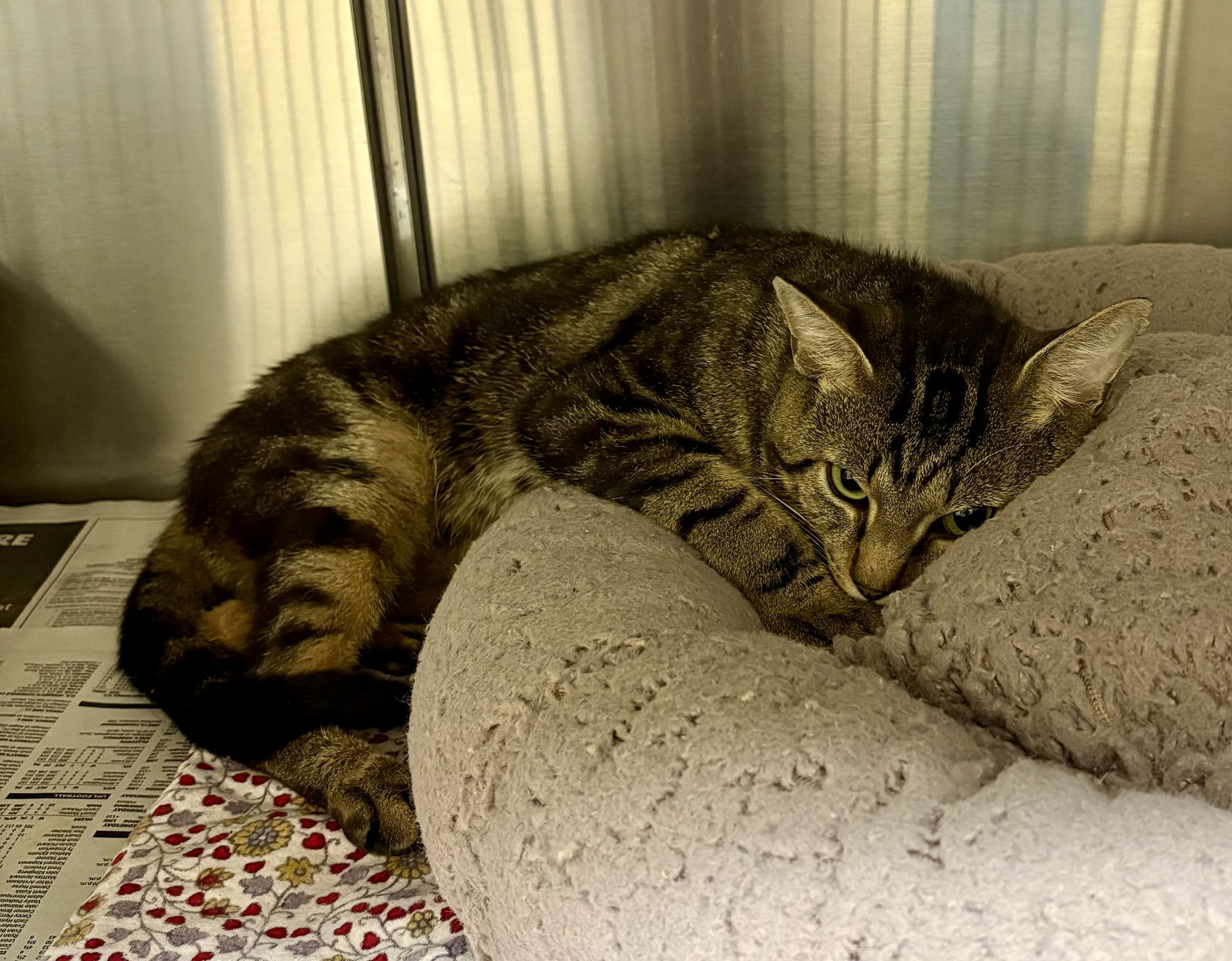 adoptable Cat in VAB, VA named 180884 Taxi Man