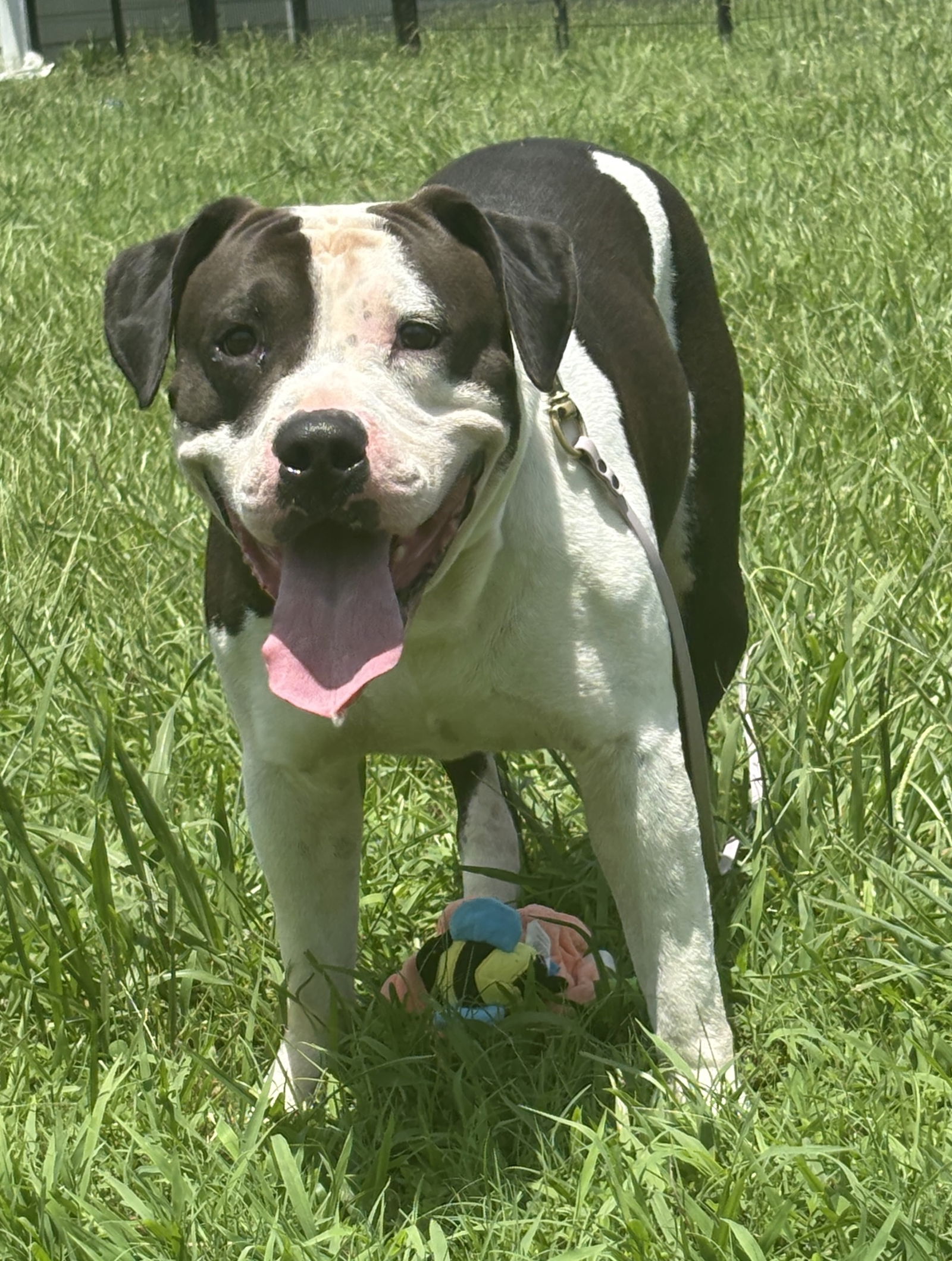 adoptable Dog in VAB, VA named 180898 Buffalo