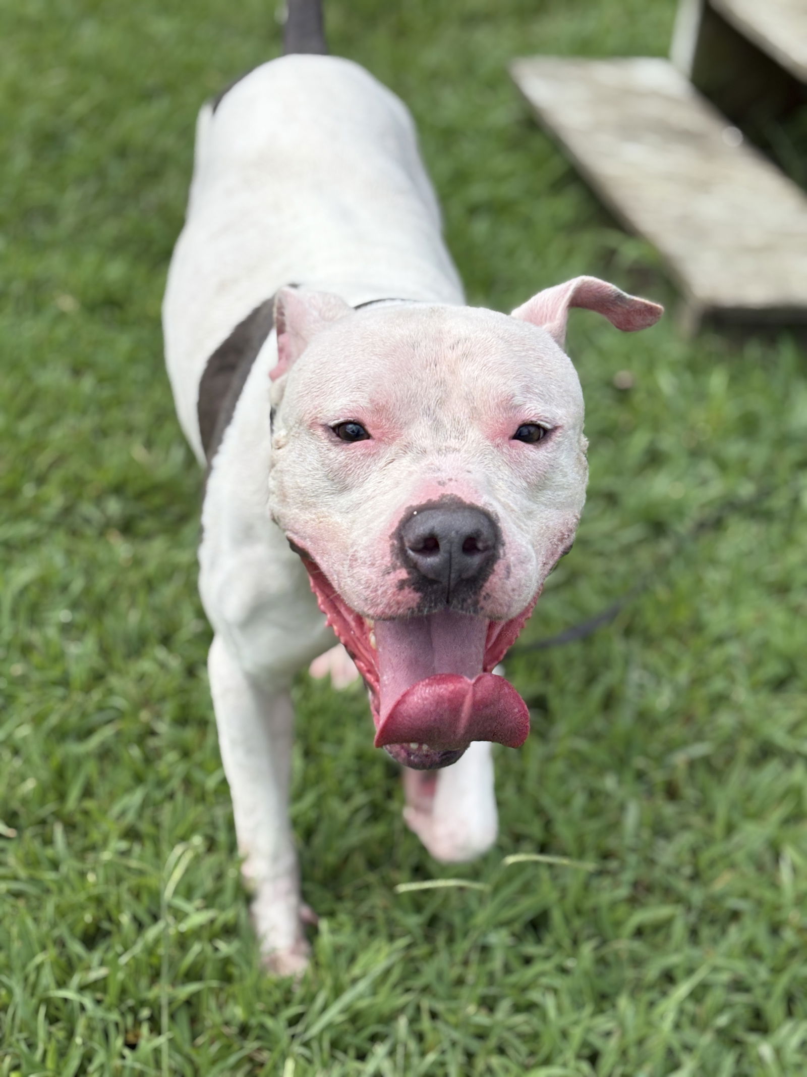 adoptable Dog in VAB, VA named 180902 Goose