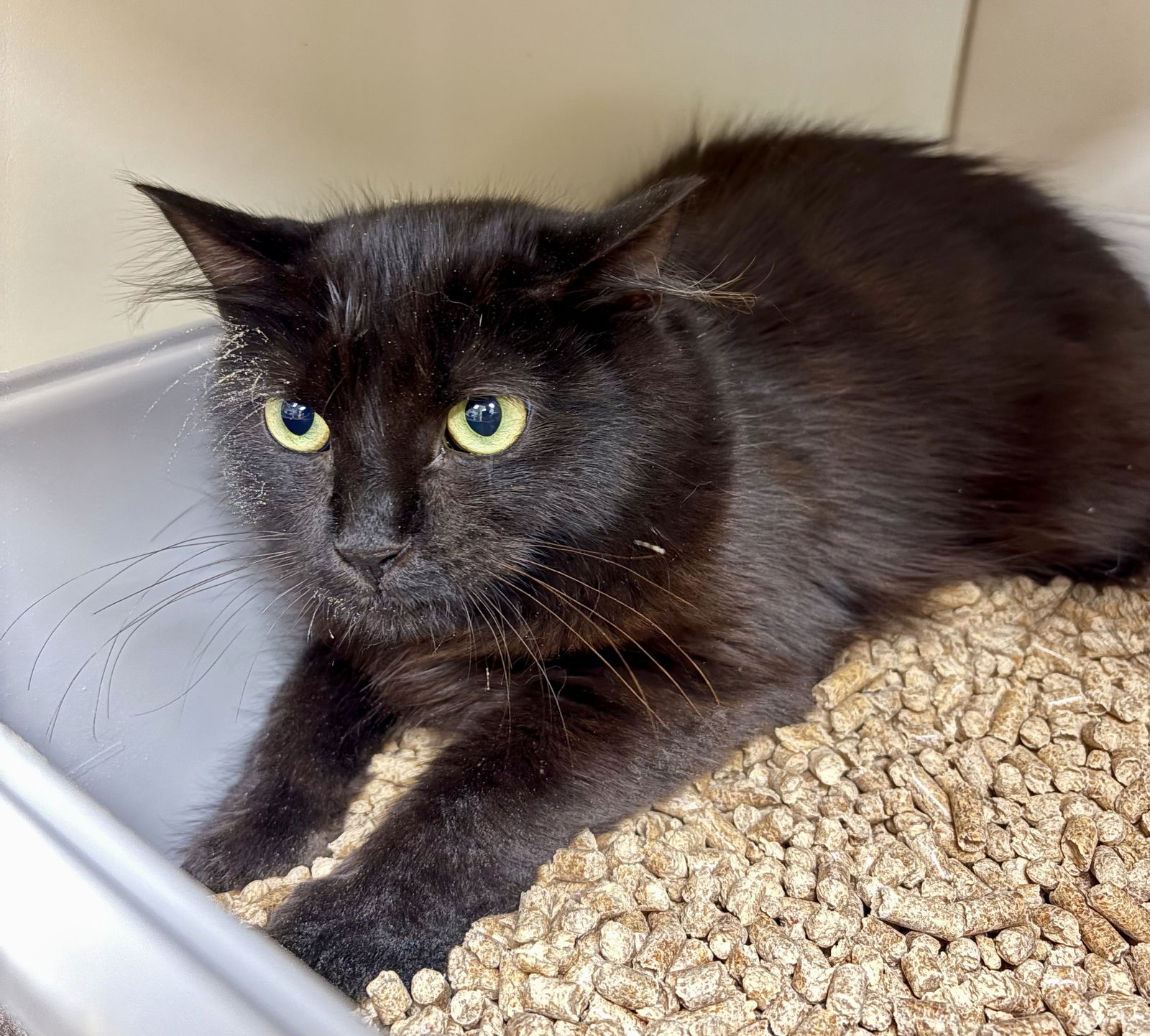 adoptable Cat in VAB, VA named 180639 Fish Net