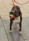 169316 Rocco