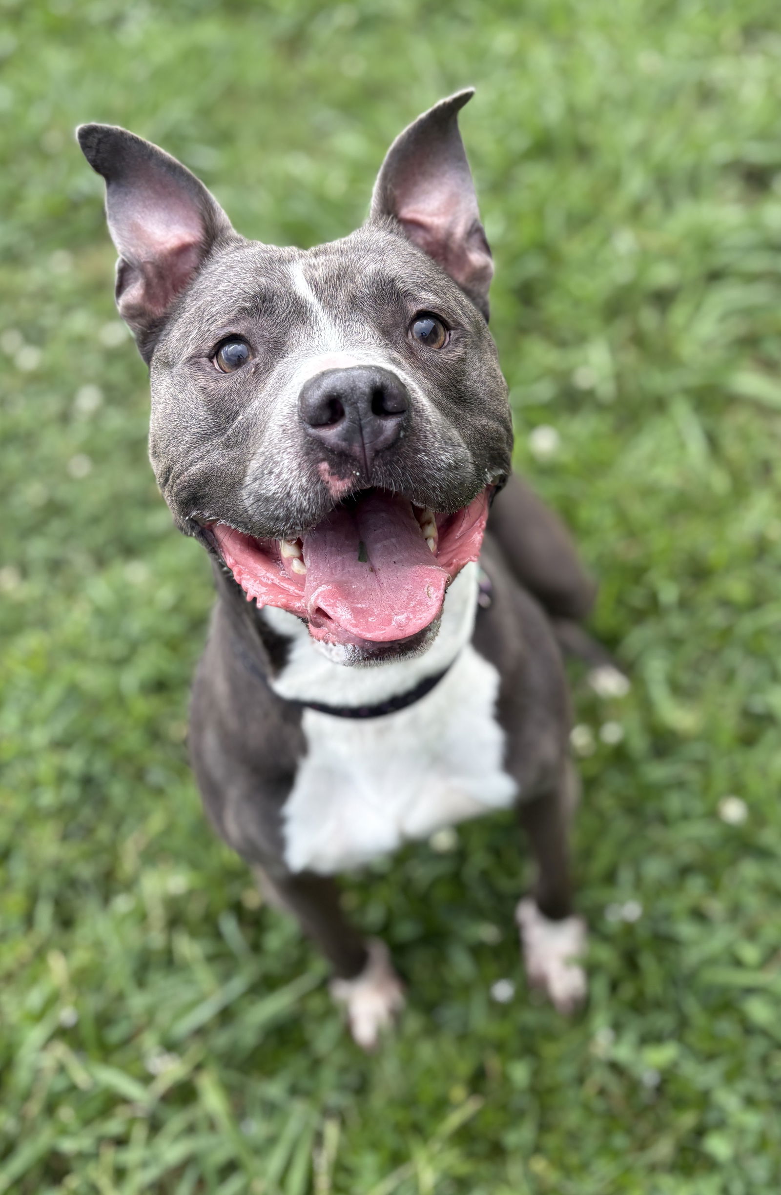 adoptable Dog in VAB, VA named 169316 Rocco