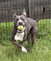169316 Rocco