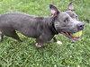 169316 Rocco