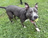 169316 Rocco