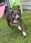 169316 Rocco
