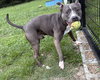 169316 Rocco