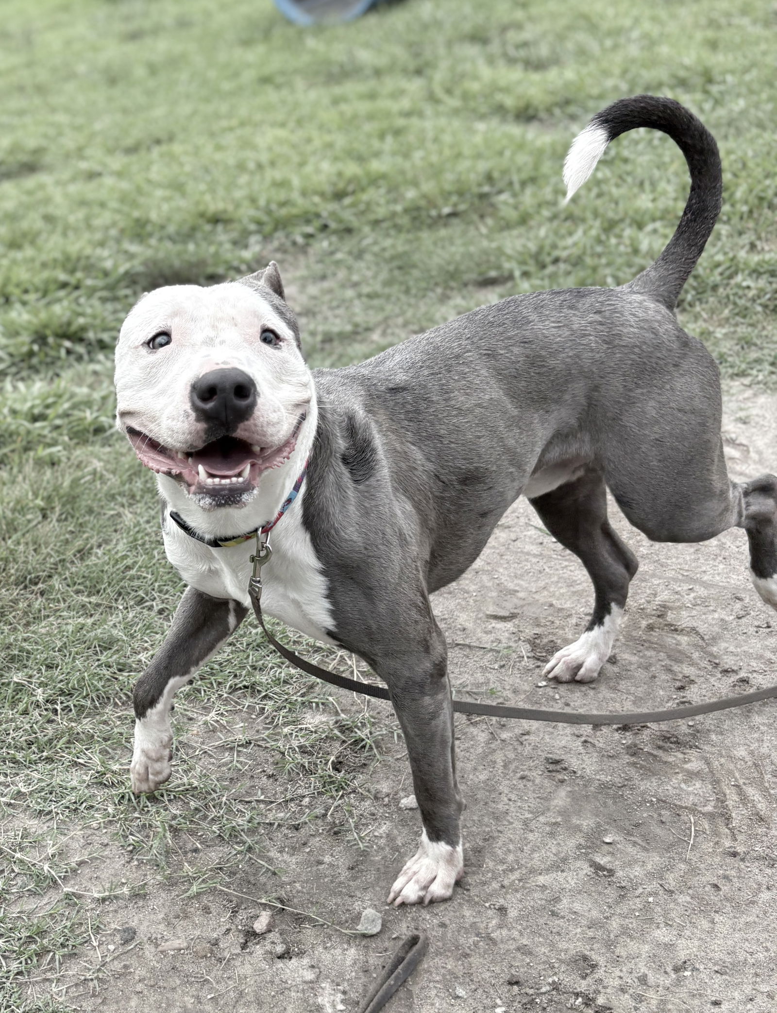 adoptable Dog in VAB, VA named 180912 Loki (Off Site Foster)