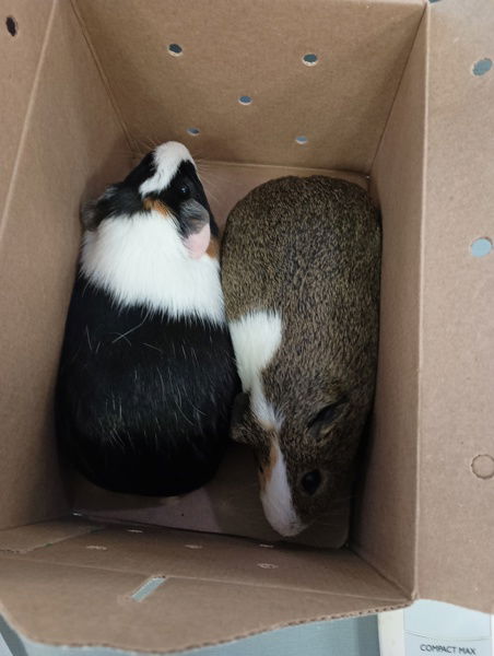 adoptable Guinea Pig in VAB, VA named 180921 Oreo & 921 Gerald (BONDED PAIR)