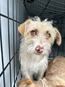 adoptable Dog in VAB, VA named 180918 Faline