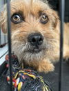 adoptable Dog in  named 180917 Ronno