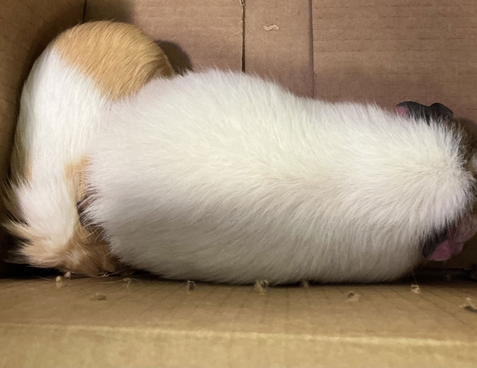 adoptable Guinea Pig in VAB, VA named 180946 & 947 Wiggles and Nibbles