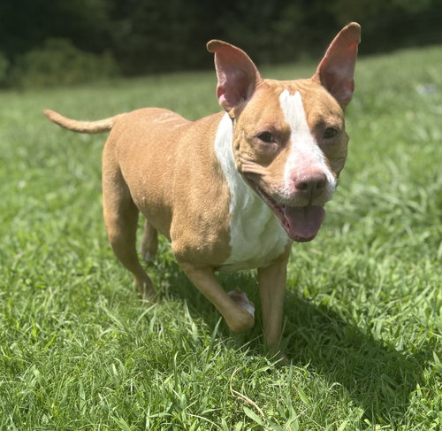 180940 Walnut (Off Site Foster)