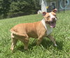 180940 Walnut (Off Site Foster)