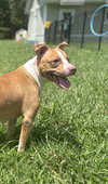 180940 Walnut (Off Site Foster)