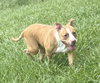 180940 Walnut (Off Site Foster)