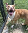 180940 Walnut (Off Site Foster)