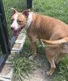 180940 Walnut (Off Site Foster)
