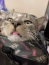 adoptable Cat in VAB, VA named 180943