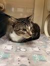 adoptable Cat in , VA named 180943