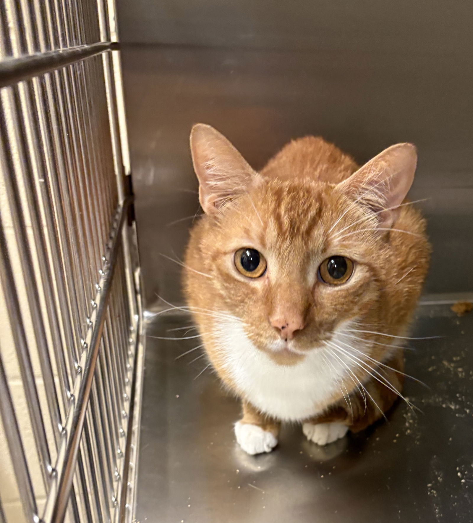 adoptable Cat in VAB, VA named 180957