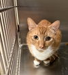 adoptable Cat in VAB, VA named 180957