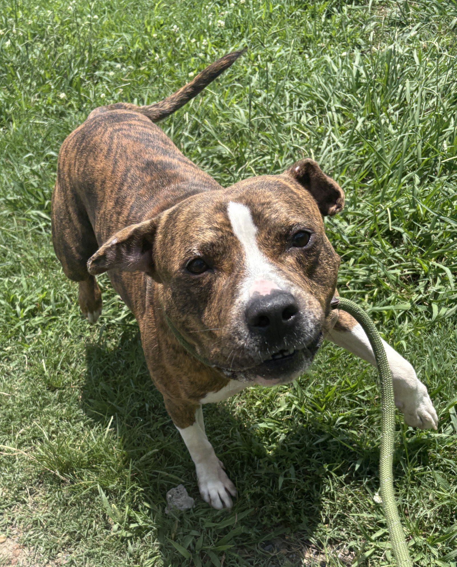 adoptable Dog in VAB, VA named 180970 Hemmy