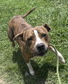 adoptable Dog in  named 180970 Hemmy