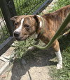180970 Hemmy (Off Site Foster)