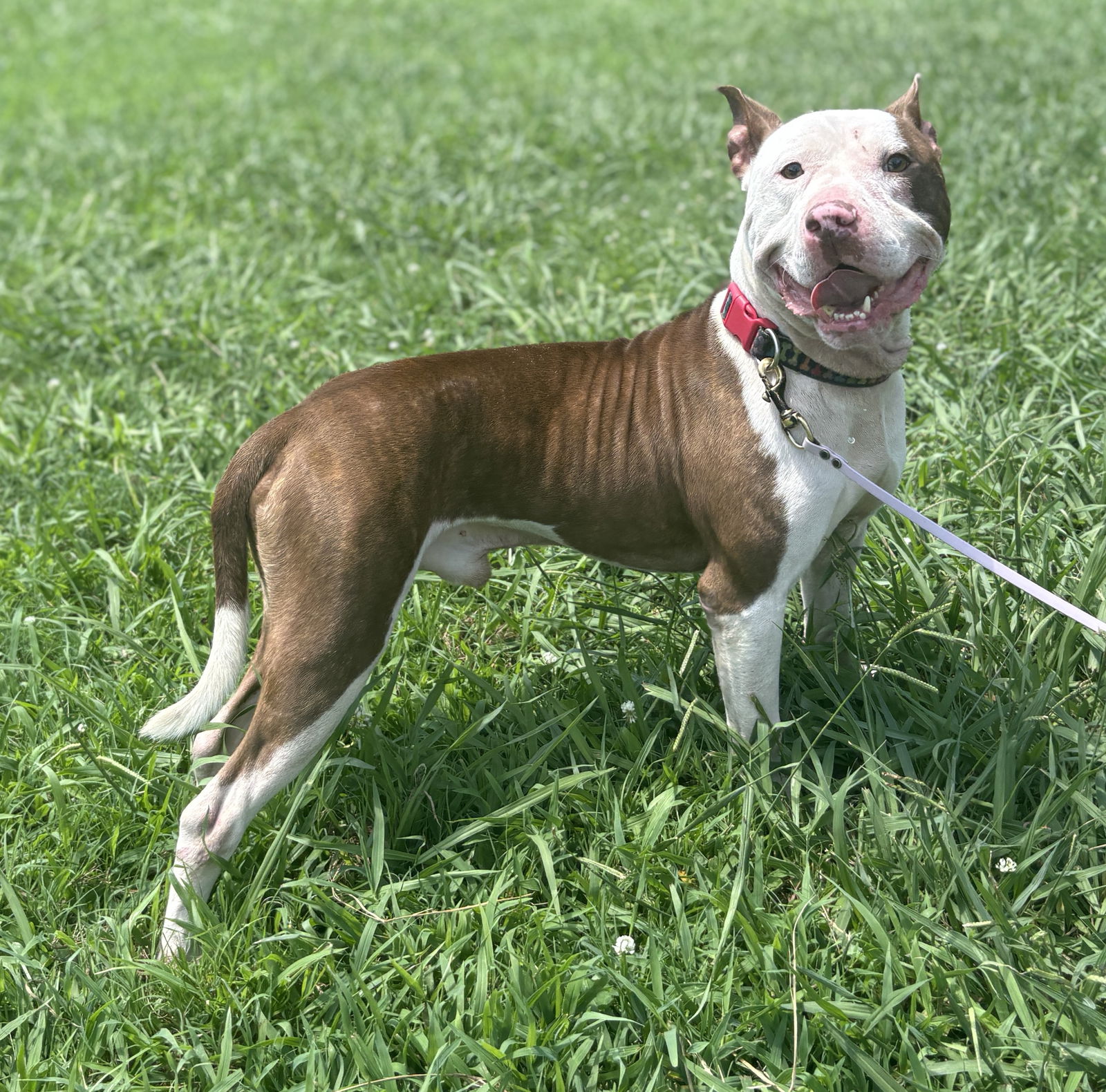 adoptable Dog in VAB, VA named 180981 Dallas