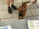 adoptable Dog in VAB, VA named 181002 (Available 07/26)