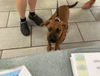 adoptable Dog in  named 181002 (Available 07/26)
